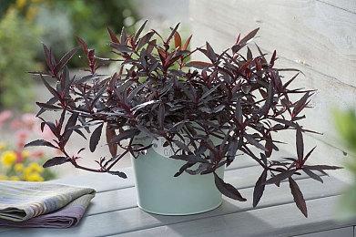 Gearbox蒙特利尔工作室将致力于无主之地并创造新IP